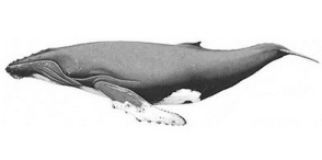 Balna1_humpback_whale